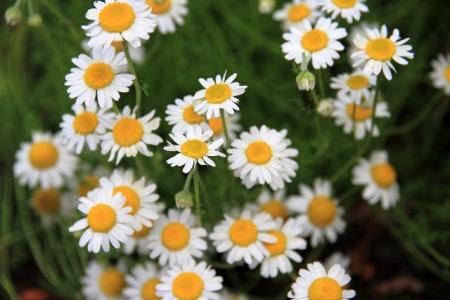 Chamomile